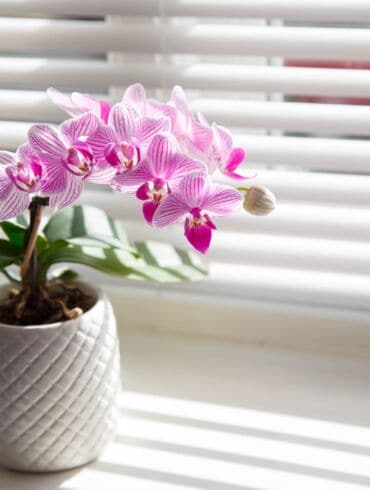 Orchidėjų priežiūra balandį