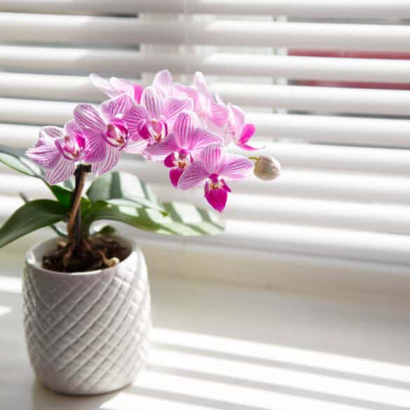 Orchidėjų priežiūra balandį