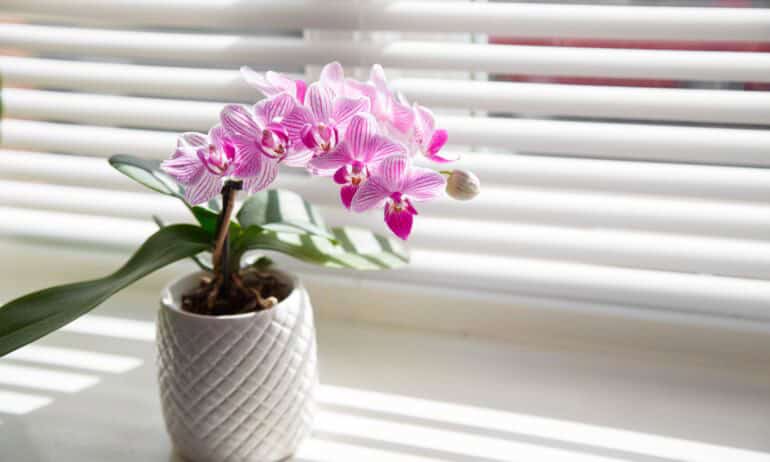 Orchidėjų priežiūra balandį