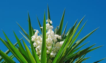 Pluoštinė juka