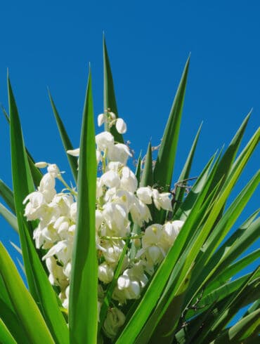 Pluoštinė juka