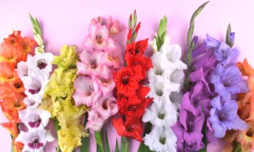 Kardeliai arba gladiolės