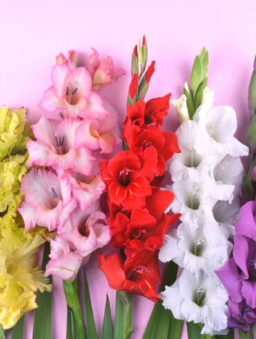 Kardeliai arba gladiolės
