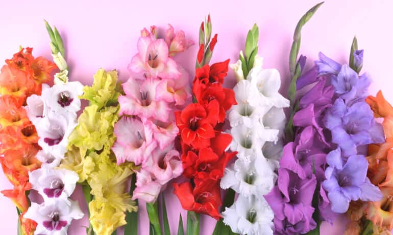 Kardeliai arba gladiolės