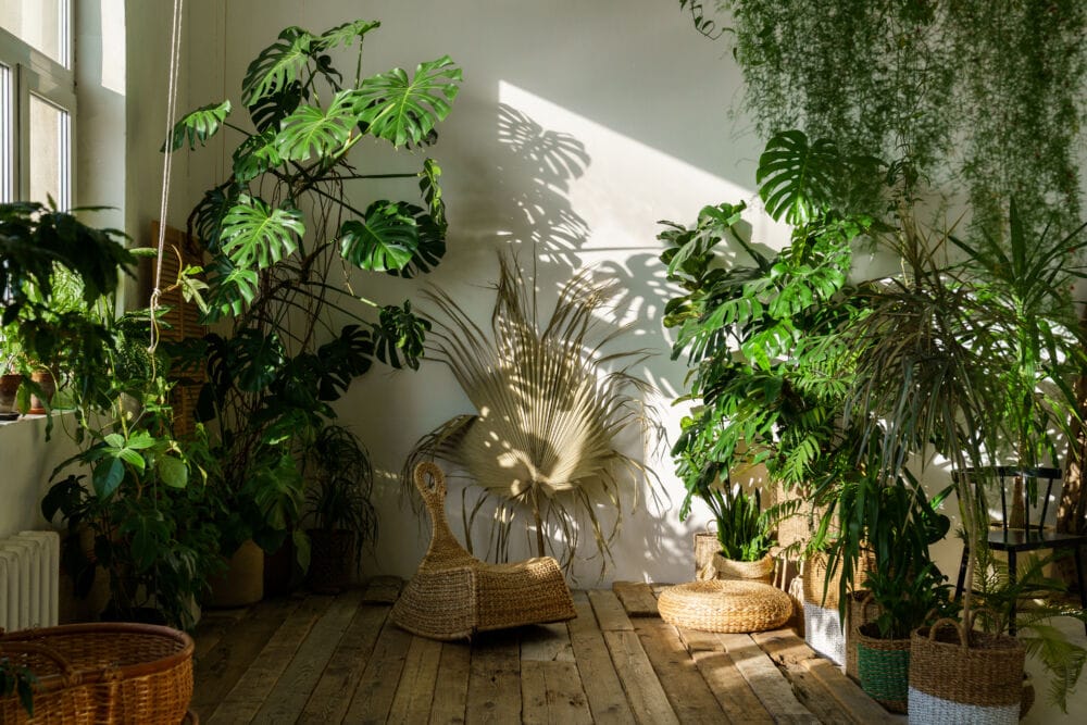 Monstera interjere