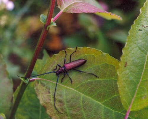 Muskusinis usuotis