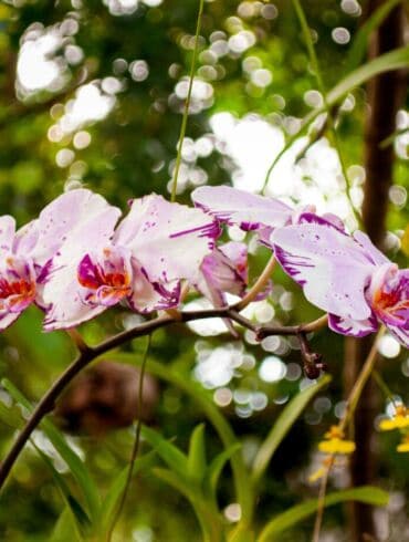 Orchideja falenopsis