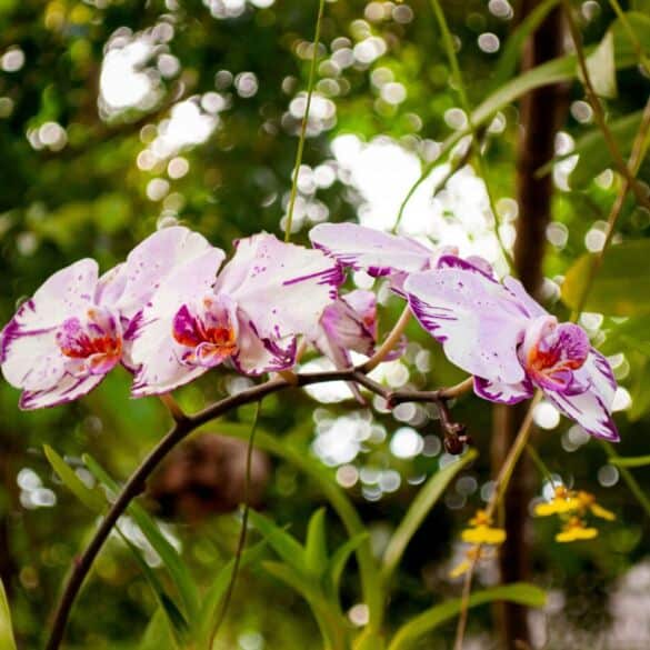 Orchideja falenopsis