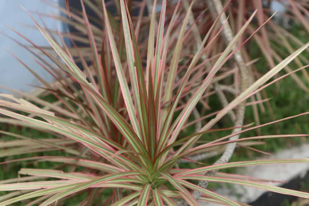 Dracena