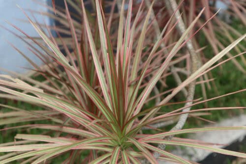 Dracena