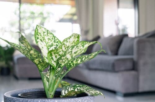 Aglaonema