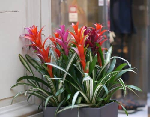 Bromelija 