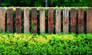 10 originalių gyvatvorių idėjų