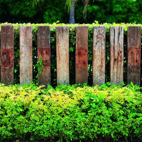 10 originalių gyvatvorių idėjų