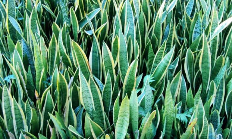 10 sveikatai pavojingų kambarinių augalų