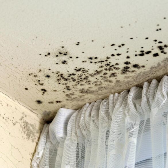 5 netikėtos vietos namuose kilti pelėsiui
