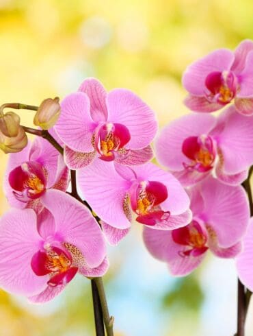 5 populiariausios orchidėjų rūšys Lietuvoje