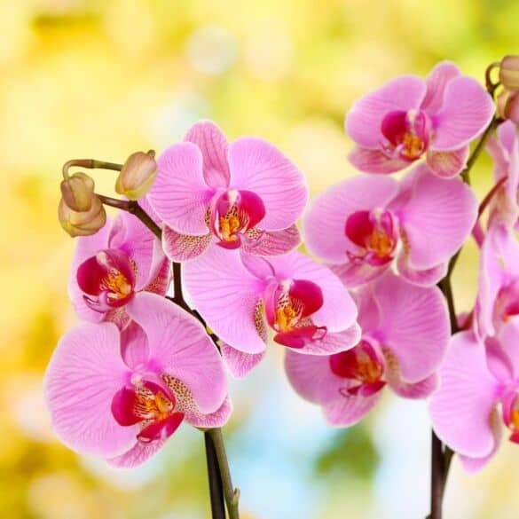 5 populiariausios orchidėjų rūšys Lietuvoje