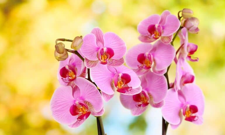 5 populiariausios orchidėjų rūšys Lietuvoje