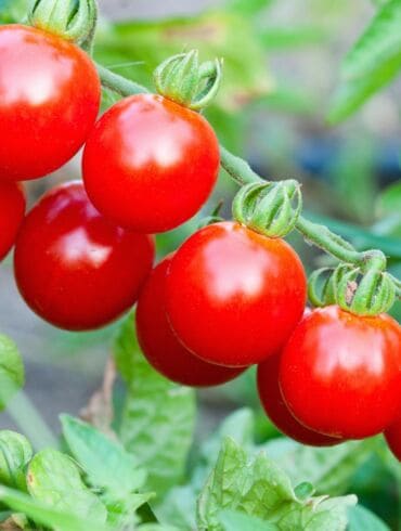 6 pagrindinės pomidorų rūšys: kokiems patiekalams labiausiai tinka gardinti?
