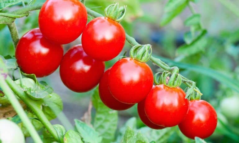 6 pagrindinės pomidorų rūšys: kokiems patiekalams labiausiai tinka gardinti?