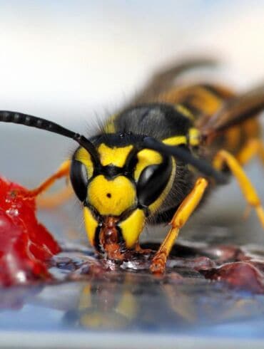 7 negirdėtos ir genialios naminės priemonės nuo vapsvų