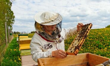 8 taisyklės susigundžiusiems tapti bitininkais