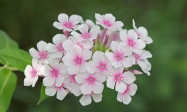 9 patarimai