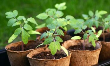 Agronomas pataria: ką vertėtų atsiminti persodinant daigus į dirvą