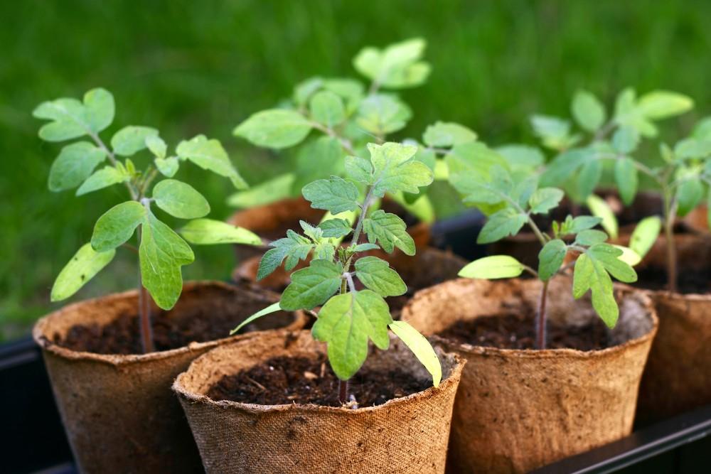 Agronomas pataria: ką vertėtų atsiminti persodinant daigus į dirvą