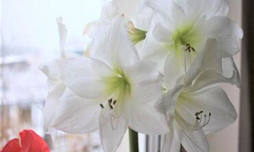 Amarilis ar meilenis: išsiaiškinam
