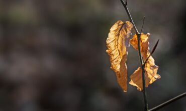 Ar pjauti nudžiūvusius lapus?