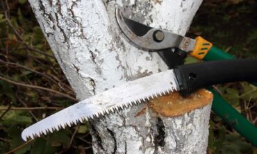Arboristas atsakė