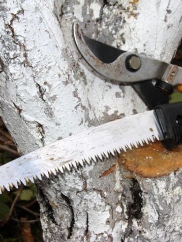 Arboristas atsakė