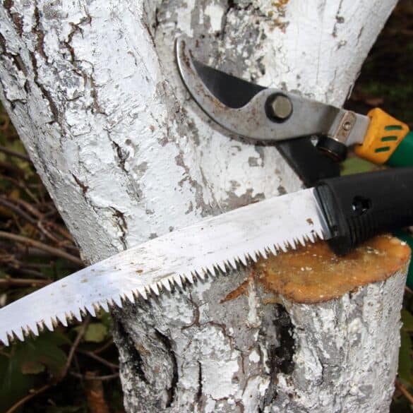 Arboristas atsakė