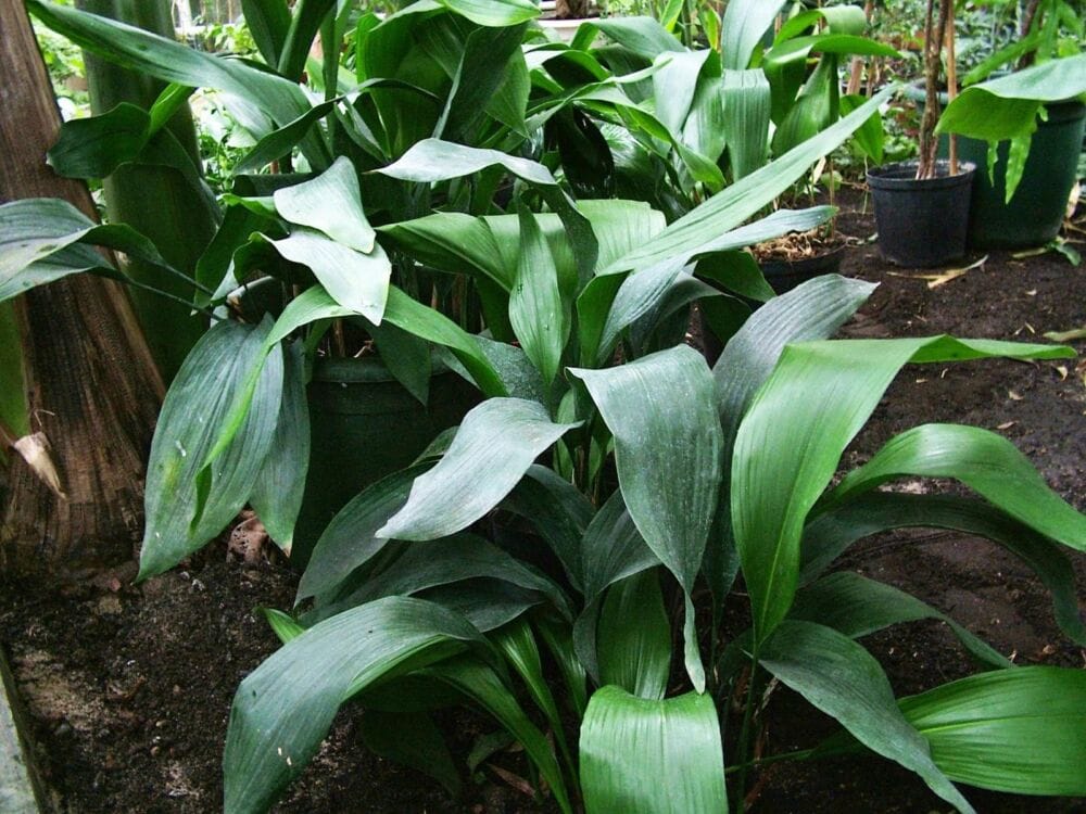 Aspidistra - augalas
