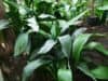 Aspidistra - augalas