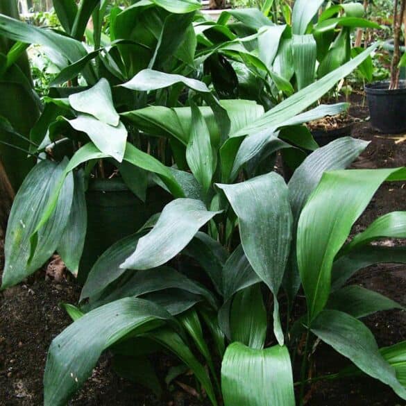 Aspidistra - augalas