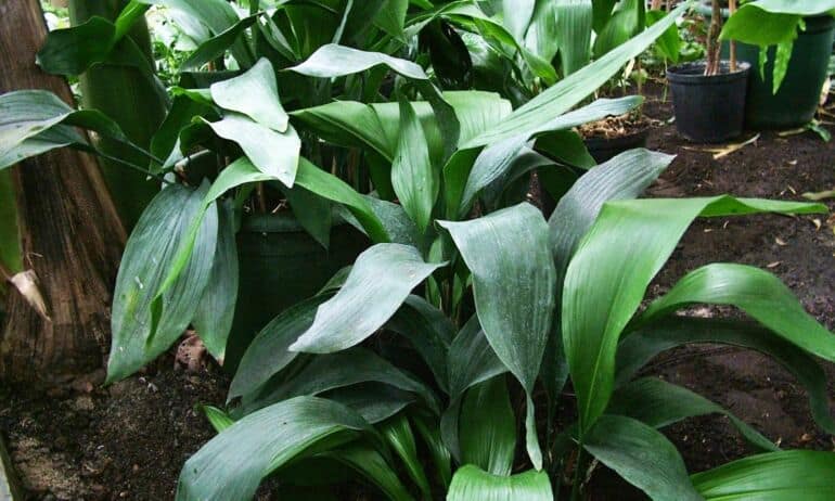 Aspidistra - augalas