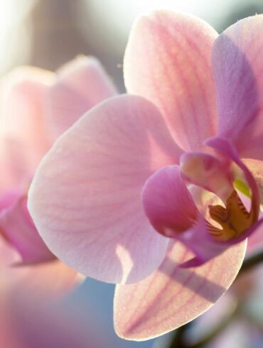 Atsibudo išdidžiosios orchidėjos: kaip laistyti
