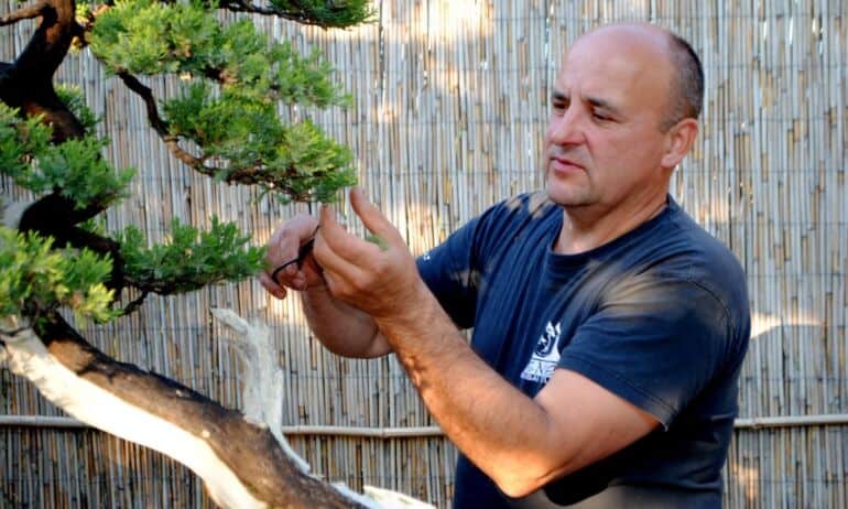 Bonsai auginimas: iš ko