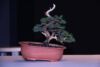 Bonsai formavimas: vielavimas