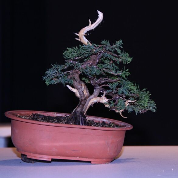 Bonsai formavimas: vielavimas