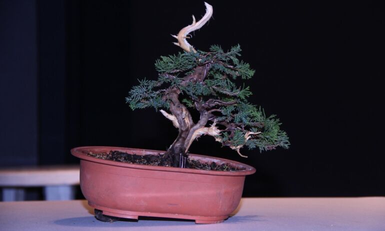 Bonsai formavimas: vielavimas