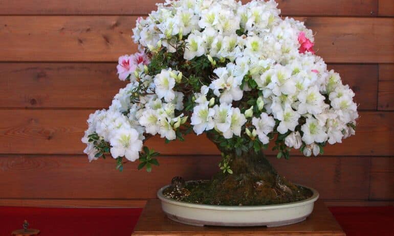 Bonsai - gamtos ir žmogaus bendros kūrybos rezultatas