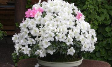 Bonsai: miniatiūrinių medžių oazė jūsų balkone