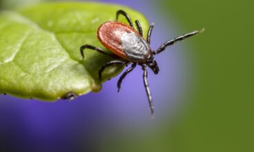 Būdami lauke saugokitės erkių: 5 retai išgirstami faktai apie erkių sukeliamas ligas