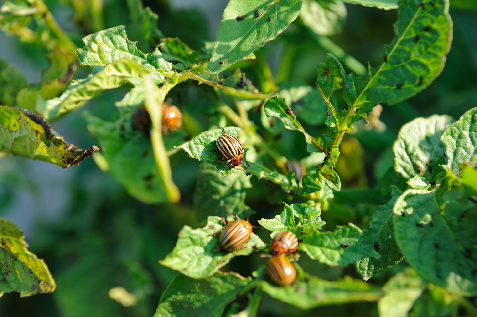 Bulvių ligos bei kenkėjai – ką reikėtų žinoti?