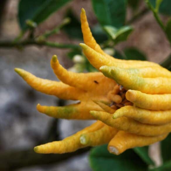 Citronas: unikalus augalas