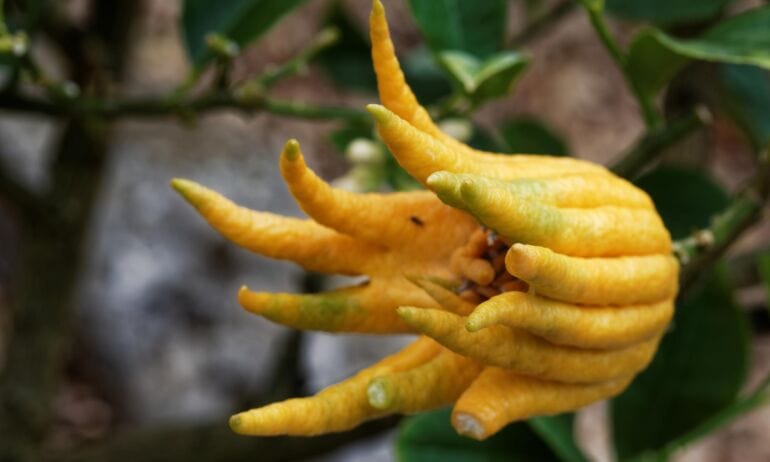 Citronas: unikalus augalas